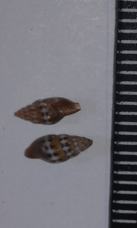 Costellariidae : Pusia tricolor ?
